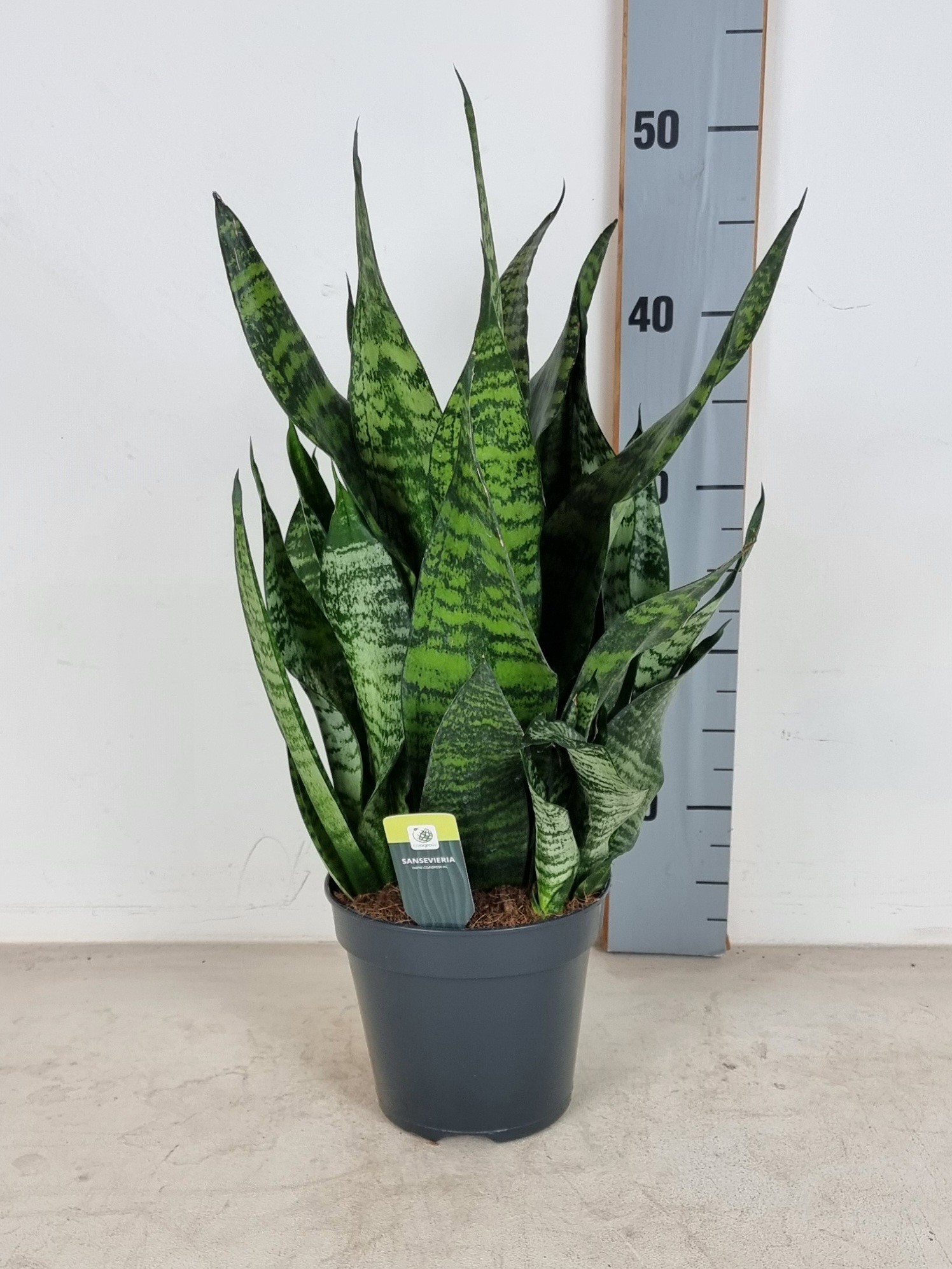 Sansevieria Trifasciata Robusta 15cm, D 15 cm