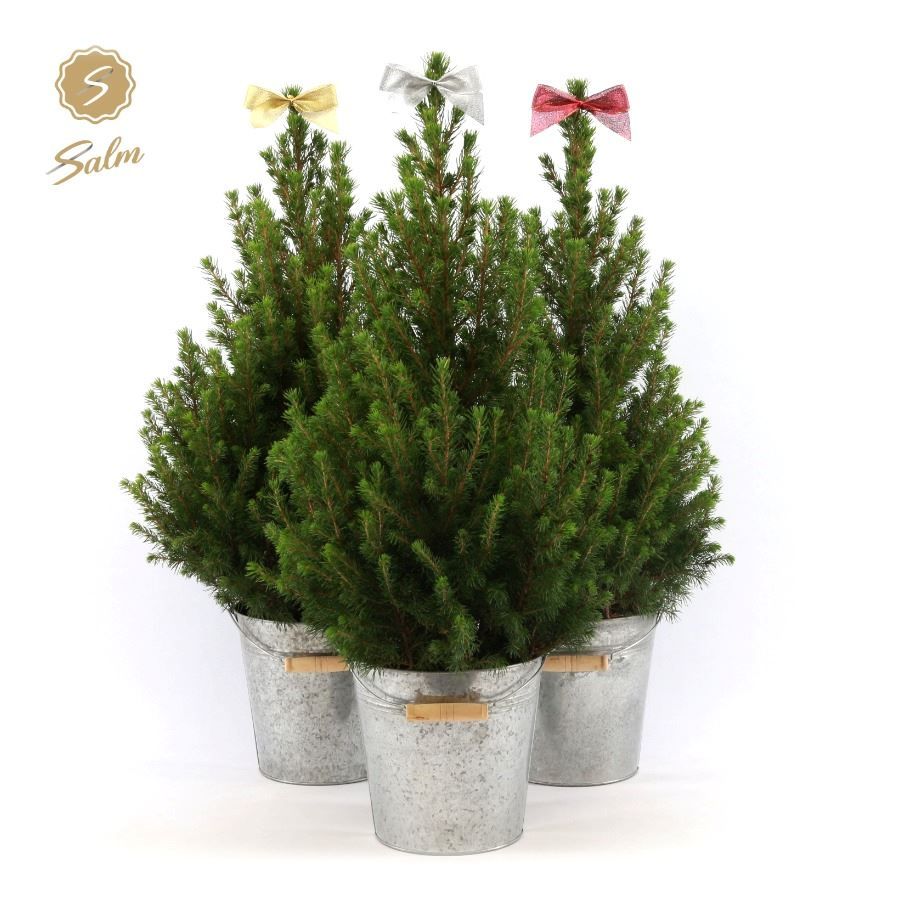 Picea gl. 'December'® P19 in Zinc Old-Look + Bow Mix, D 21 cm