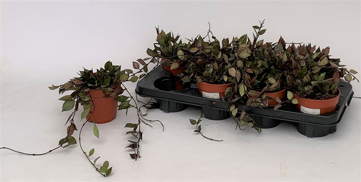 Hoya krohniana 'Black Leaves', D 12 cm