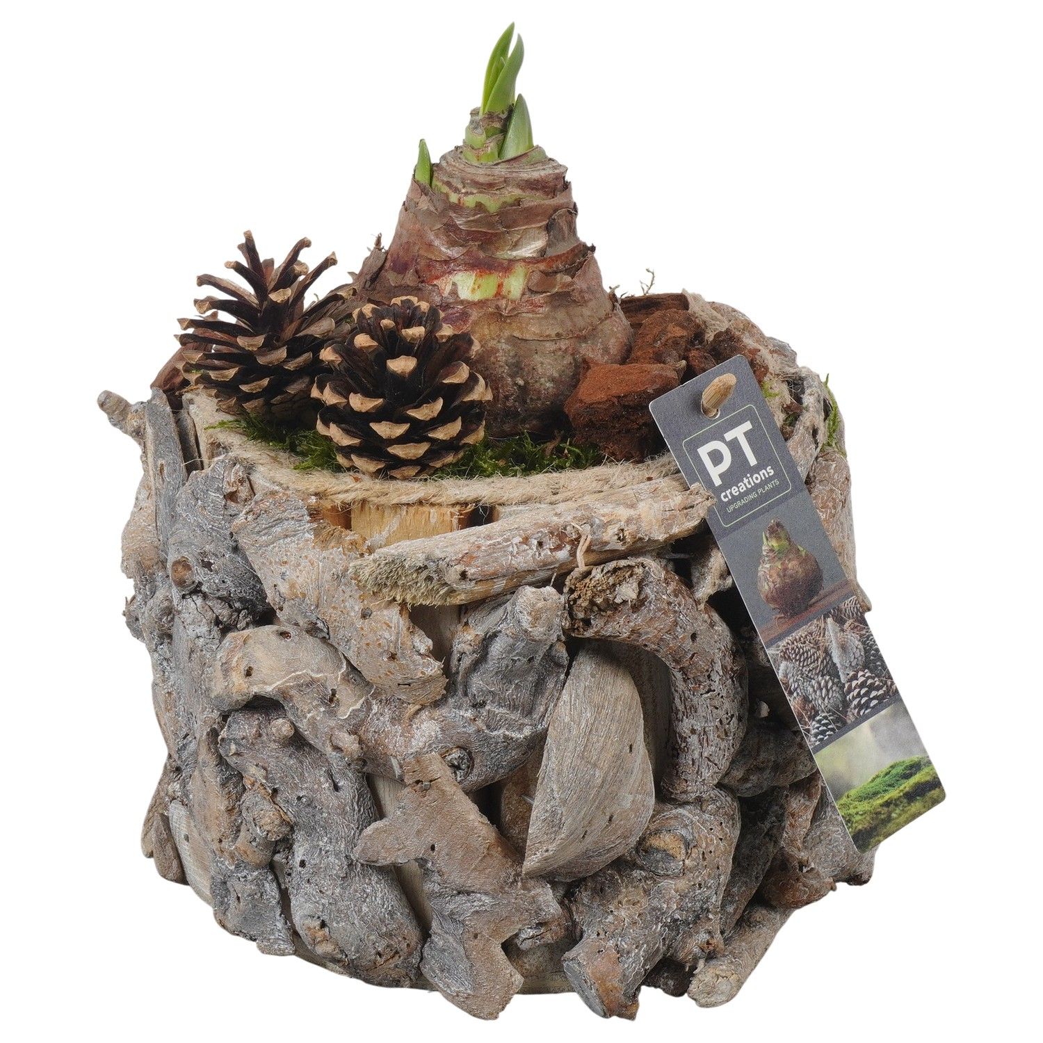 PTAA7548 Arrangement Amaryllis in houten bak, D 14 cm