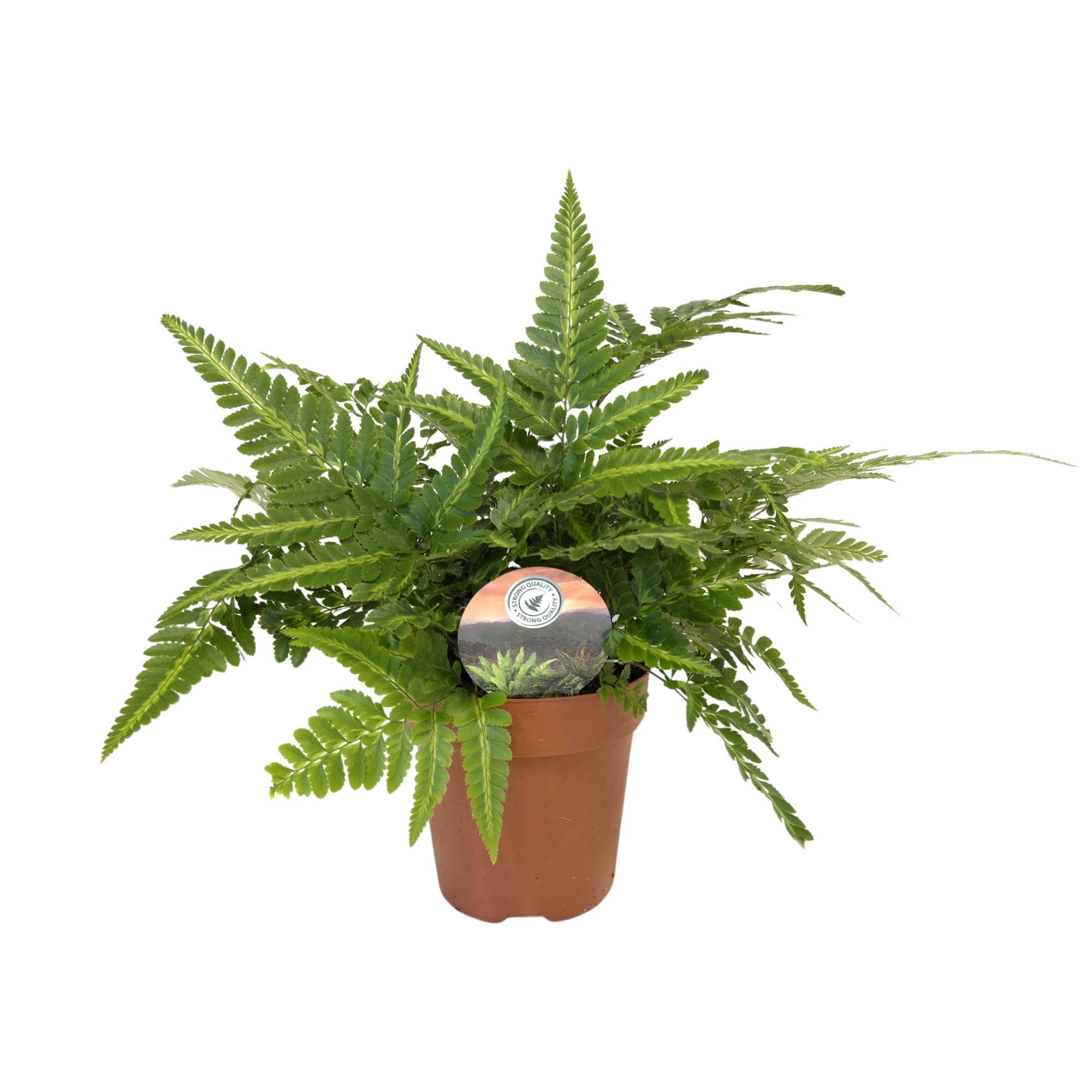 Arachniodes variegata, D 12