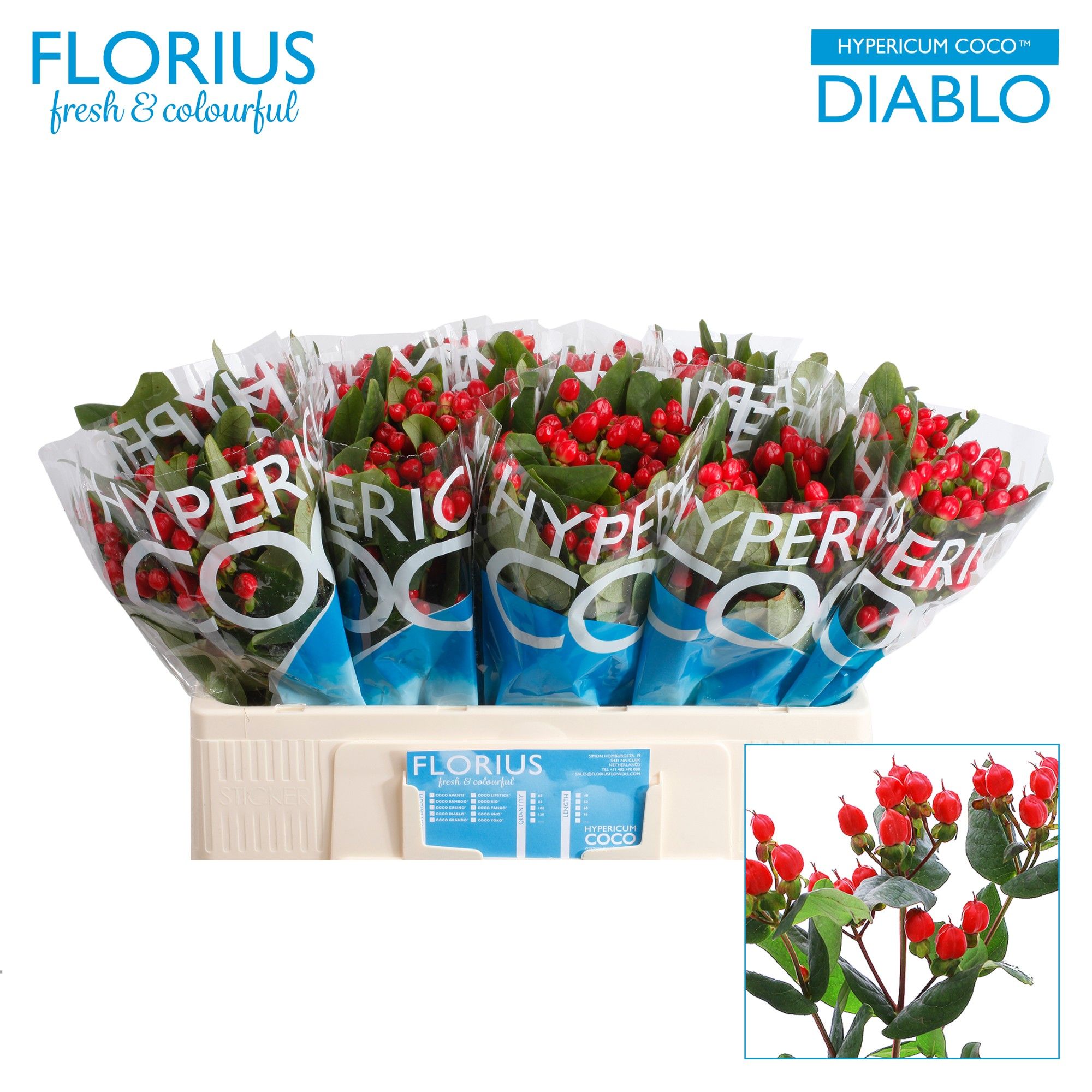 Гипперикум Коко Диабло 50, шт.