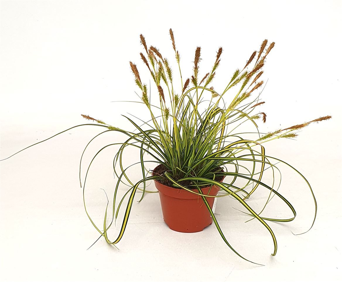 Carex osh. 'Eversheen', D 10,5 cm