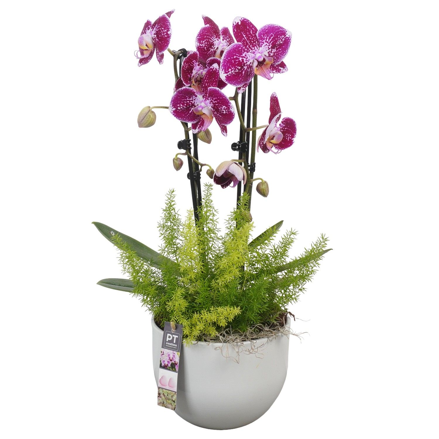 PTPH6016 Arrangement Phalaenopsis in keramiek pot, D 19 cm