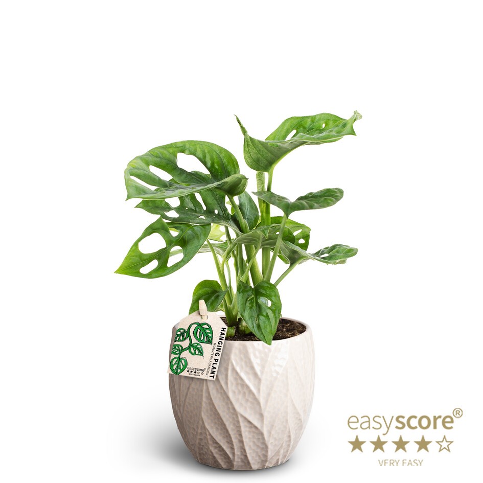 Leaf Sand, Monstera Adansonni, D 10 cm