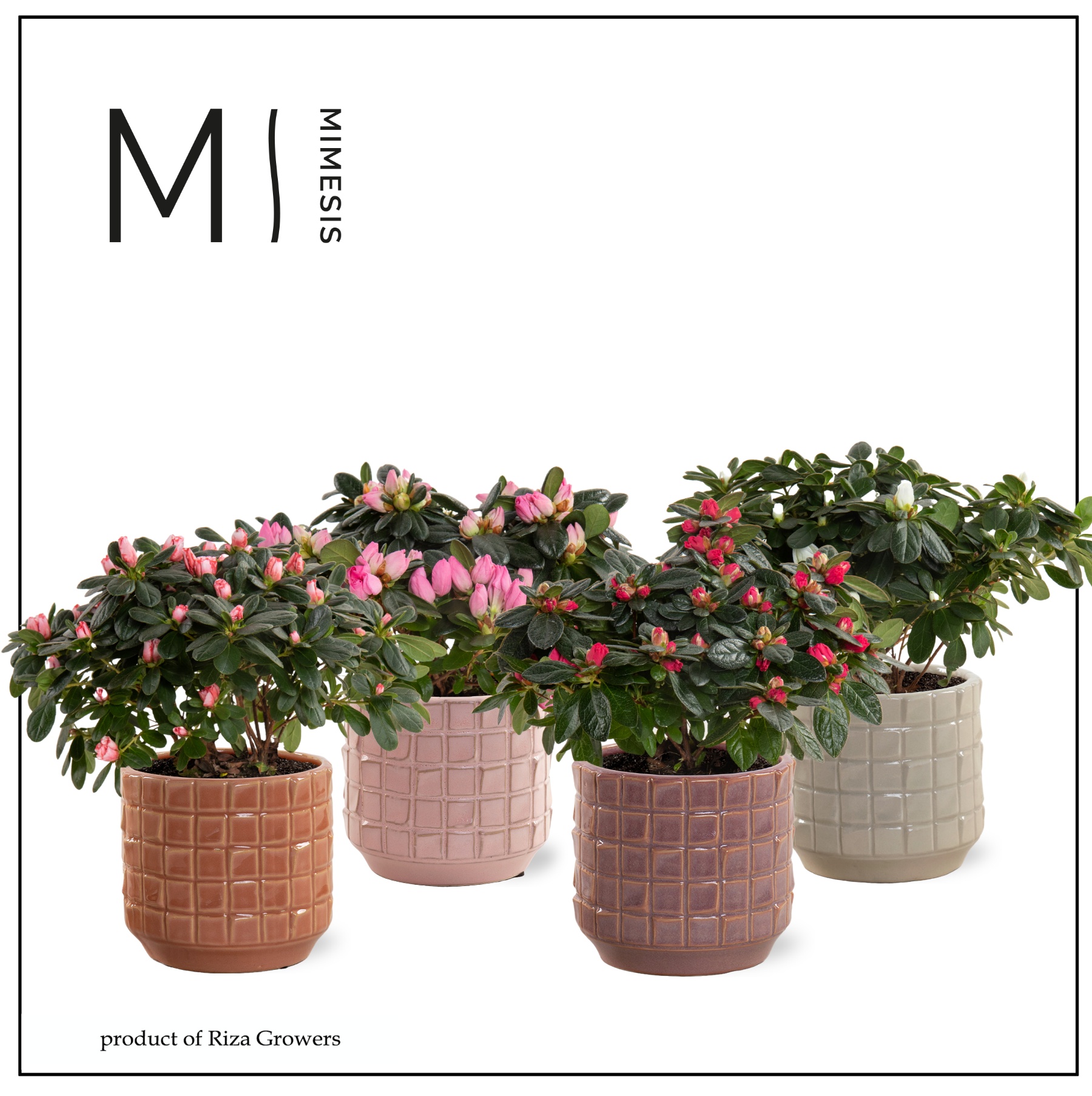 Azalea Mix - 13 cm in Janneke - Luxury World, D 13