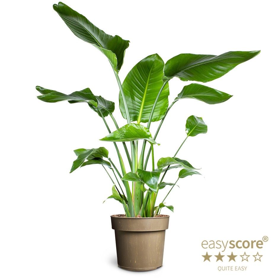 Strelitzia nicolai, D 24