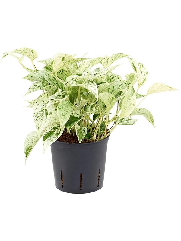 Scindapsus (Epipremnum) 'Marble Queen', D 13