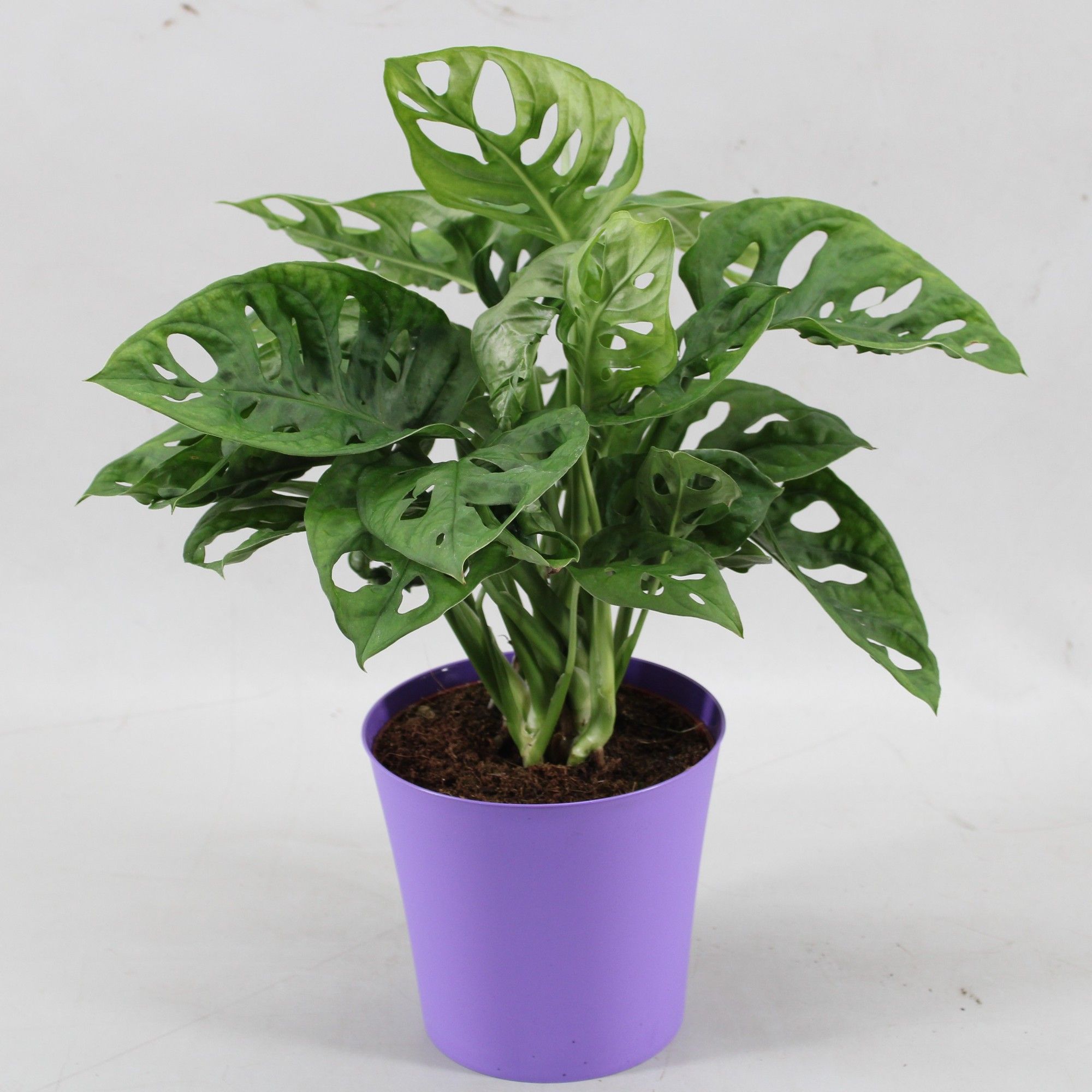 Monstera Monkey Leaf in Linge pot paars, D 12,5