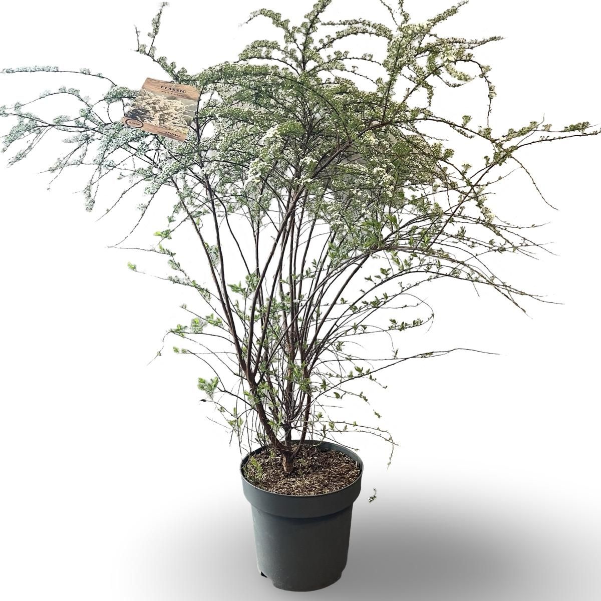 Spiraea cinerea 'Grefsheim', D 32 cm