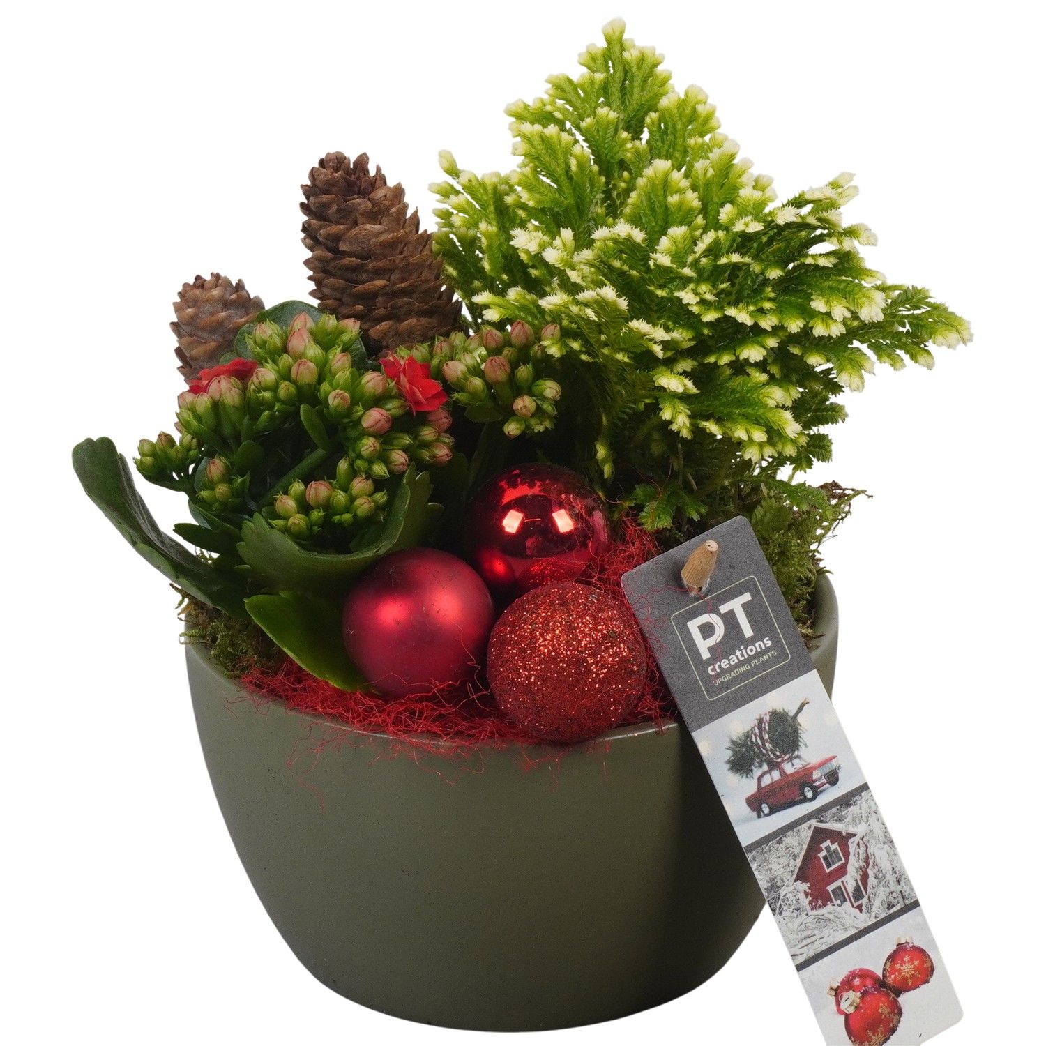 PTCHR7253 Arrangement Christmas Red in keramiek schaal, D 14 cm