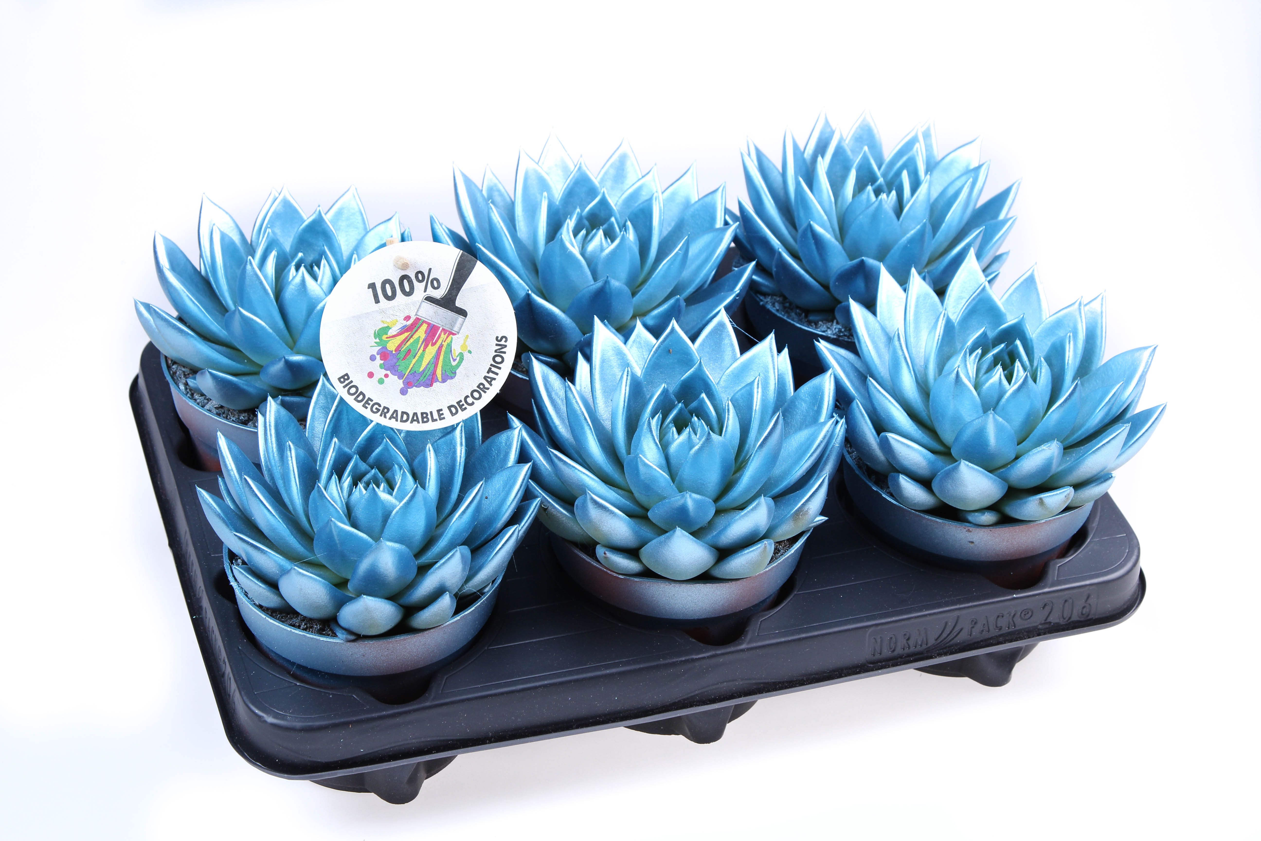 Rainbow metallic blue, D 12