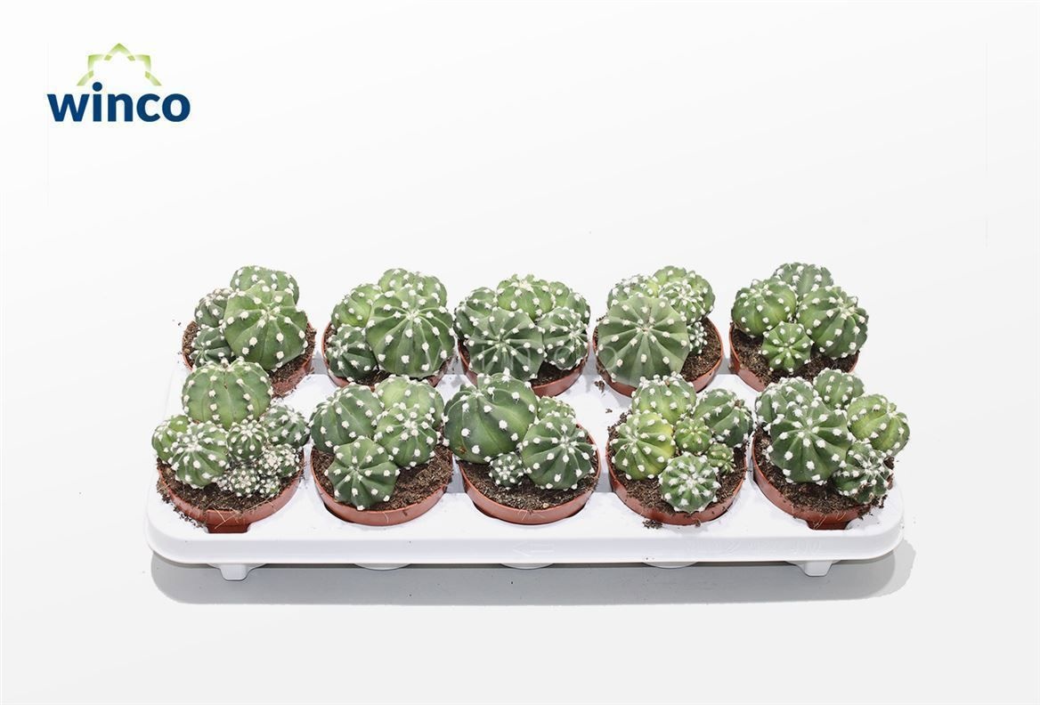 Echinopsis Subdenudata (group), D 10,5