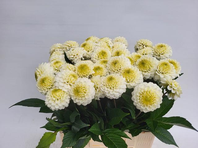 Георгина Каро 60, шт. Георгина Каро 60, шт.
