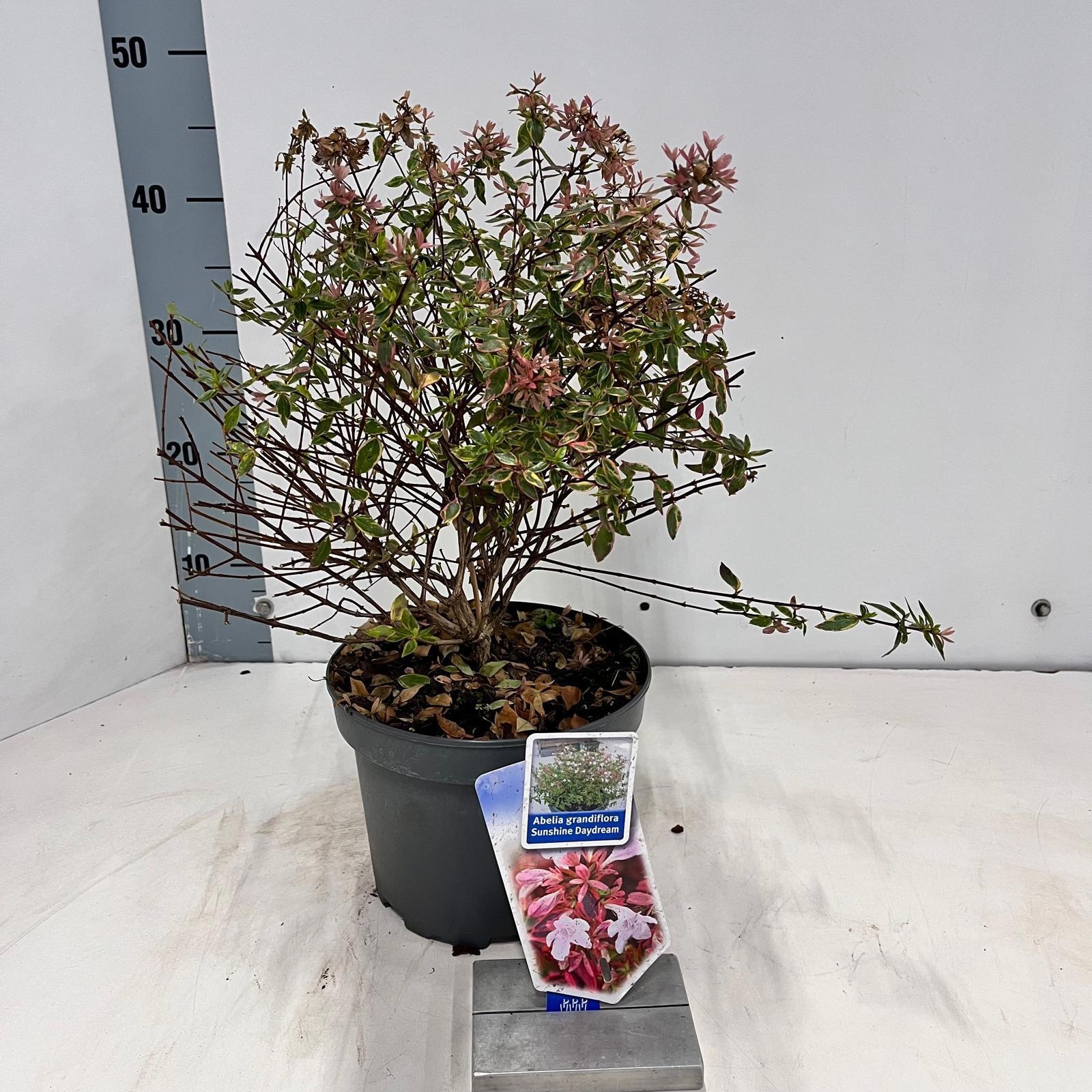Abelia grandiflora Sunshine Daydream ('Abelops'PBR), D 19