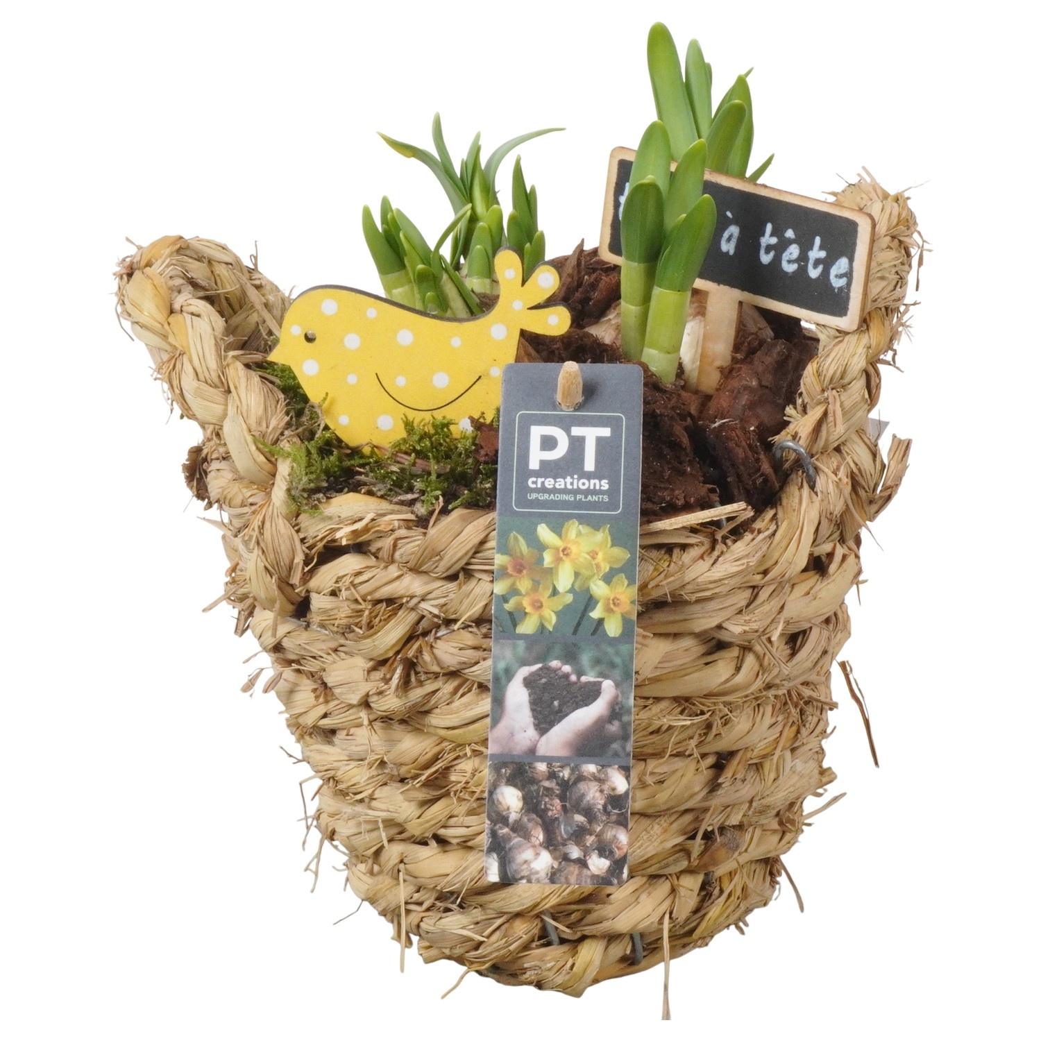 PTN8635 Arrangement Narcissus in rieten mand, D 15