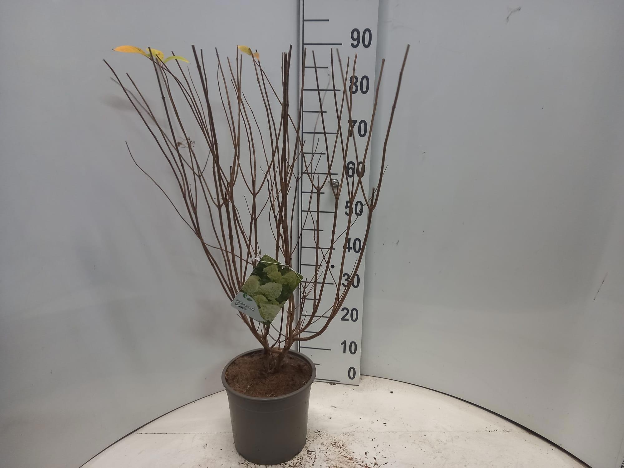 Hydrangea pan. ‘Limelight’® PBR, D 23