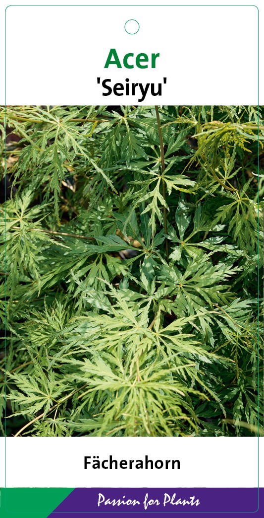 Acer palm. 'Seiryu' 40-60C3, D 19 cm