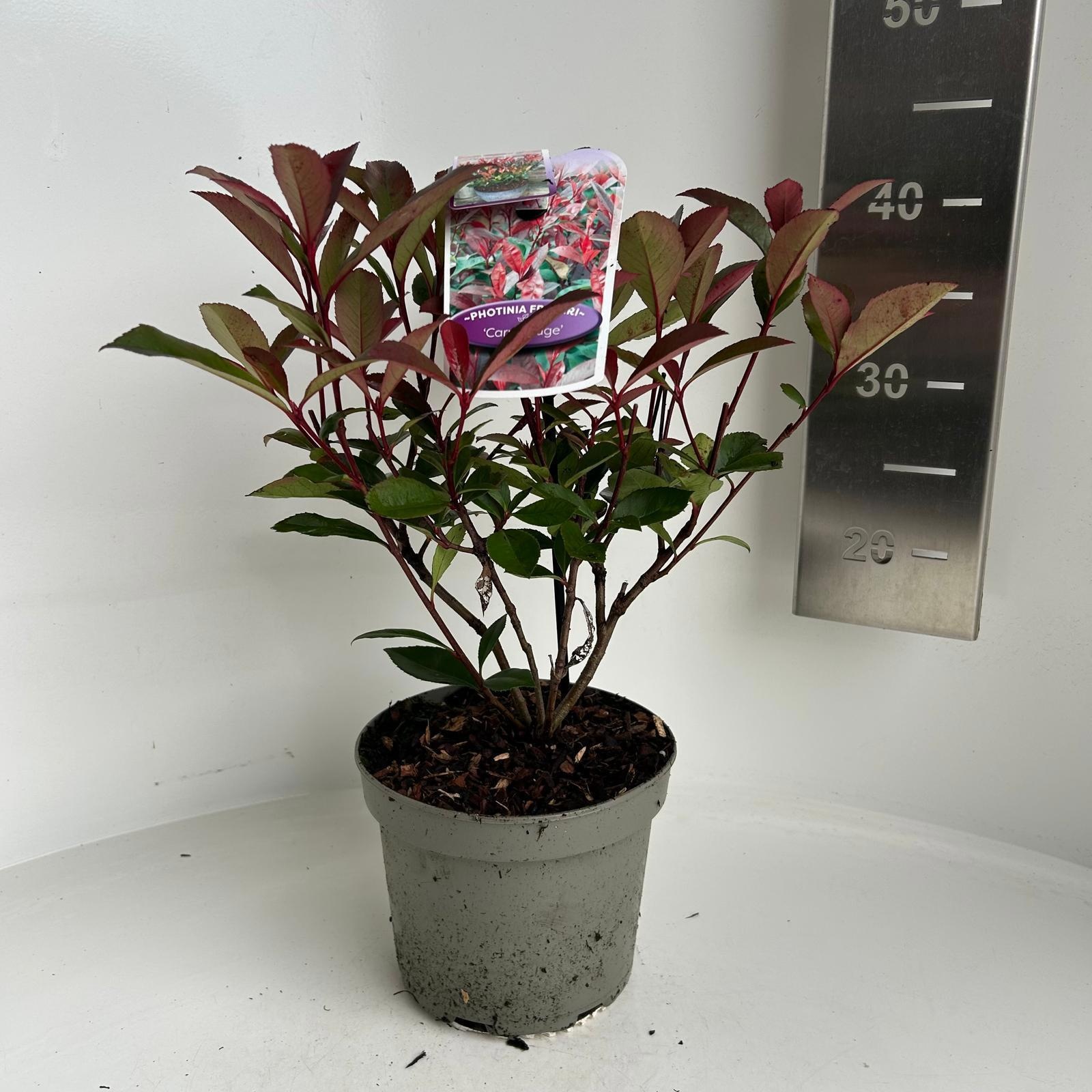 Photinia fraseri 'Carré Rouge', D 17