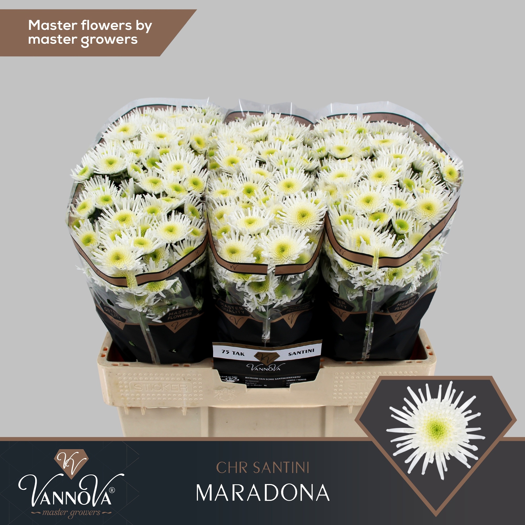 Сантини Марадона (бел.), шт.