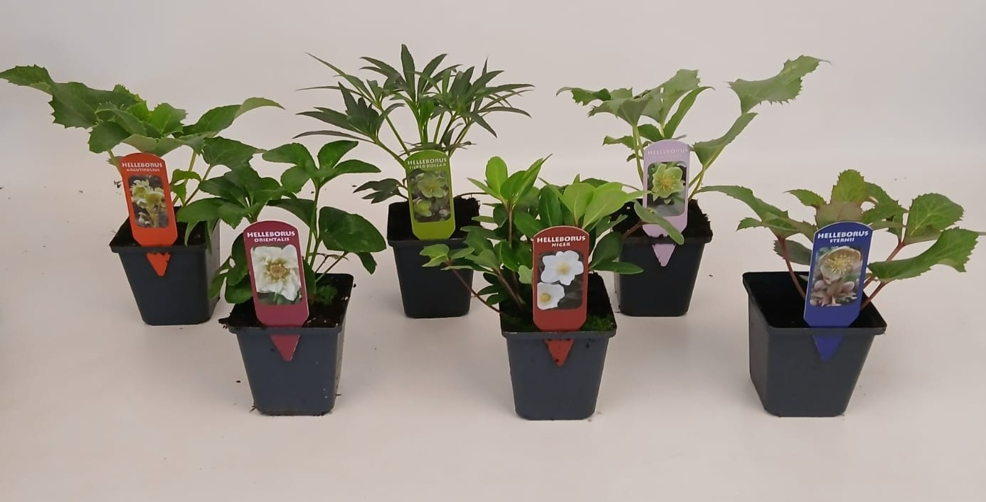 Helleborus mixkar 9 cm, D 9 cm