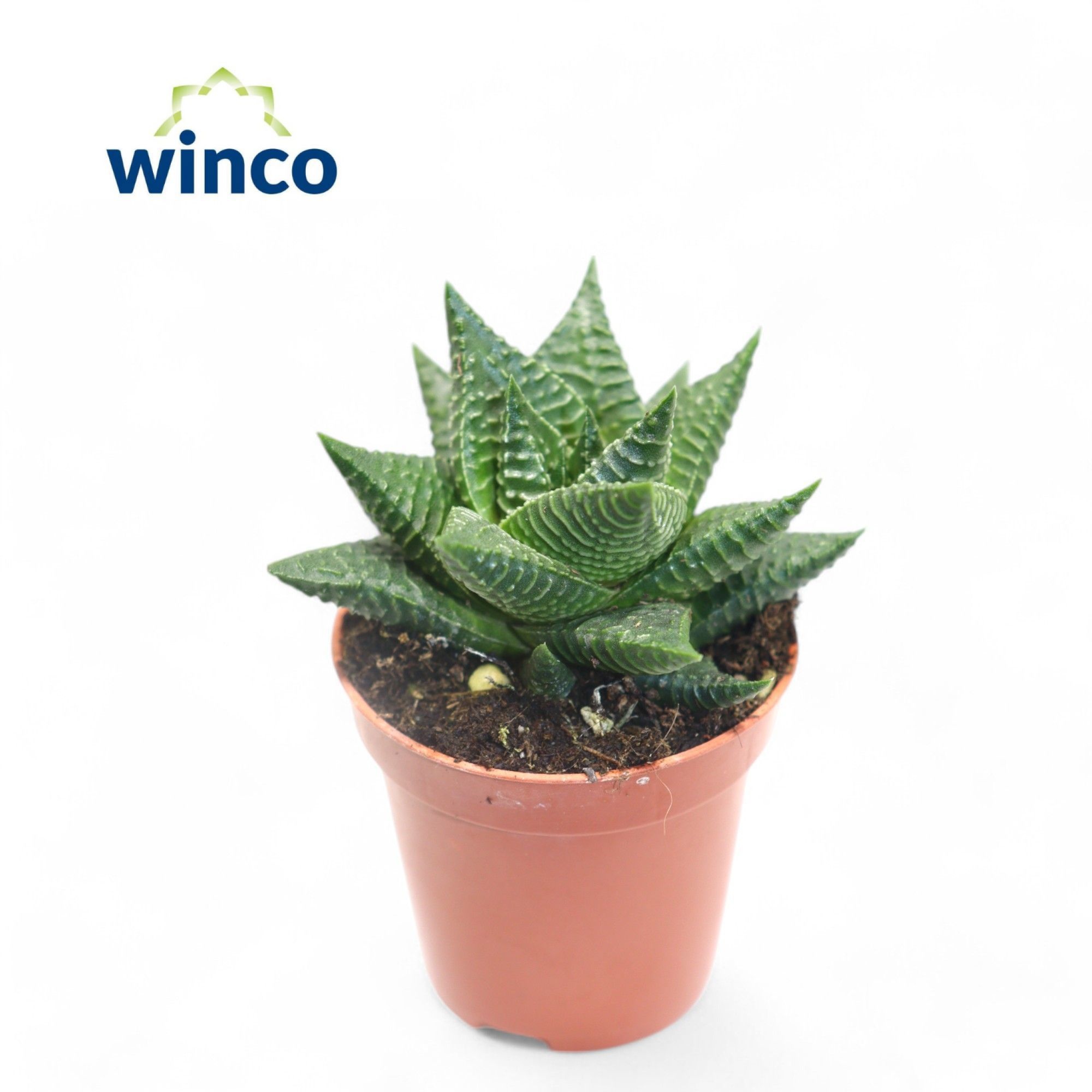 Haworthia Limifolia, D 5,5