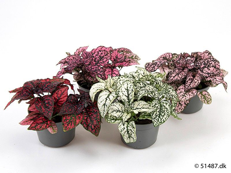 HYPOESTES PHYLLOSTACHYA 'MIX', D 9