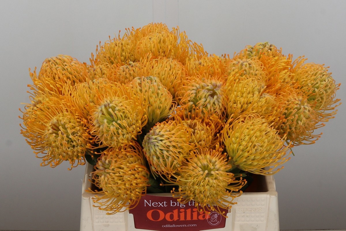 Нутанс Елена 35, шт.