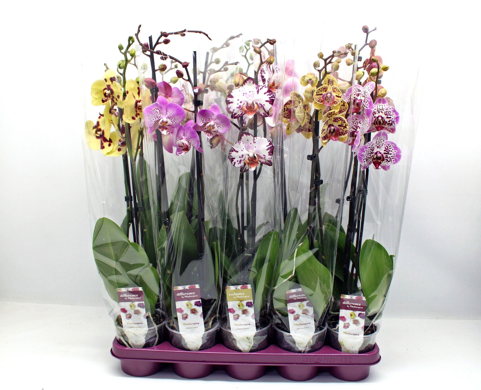 Gevlekte mix 2-tak 60cm (GROEN), D 12 cm