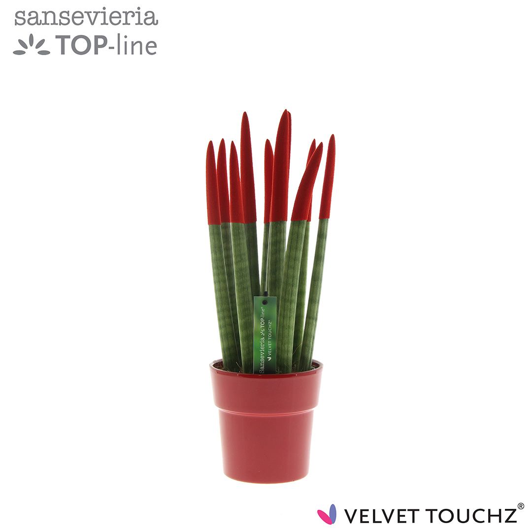 Sansevieria VELVET TOUCHZ® Rood in keramiek Edel, D 12