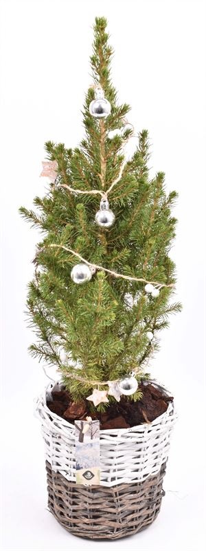 Wilg mand br/wit 20cm, D 20 cm