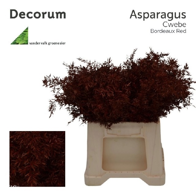 Аспарагус Квебе Крашеный (краш. ) 40, шт.