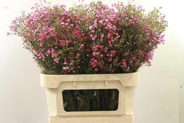 Шамелациум Принц 80, шт.