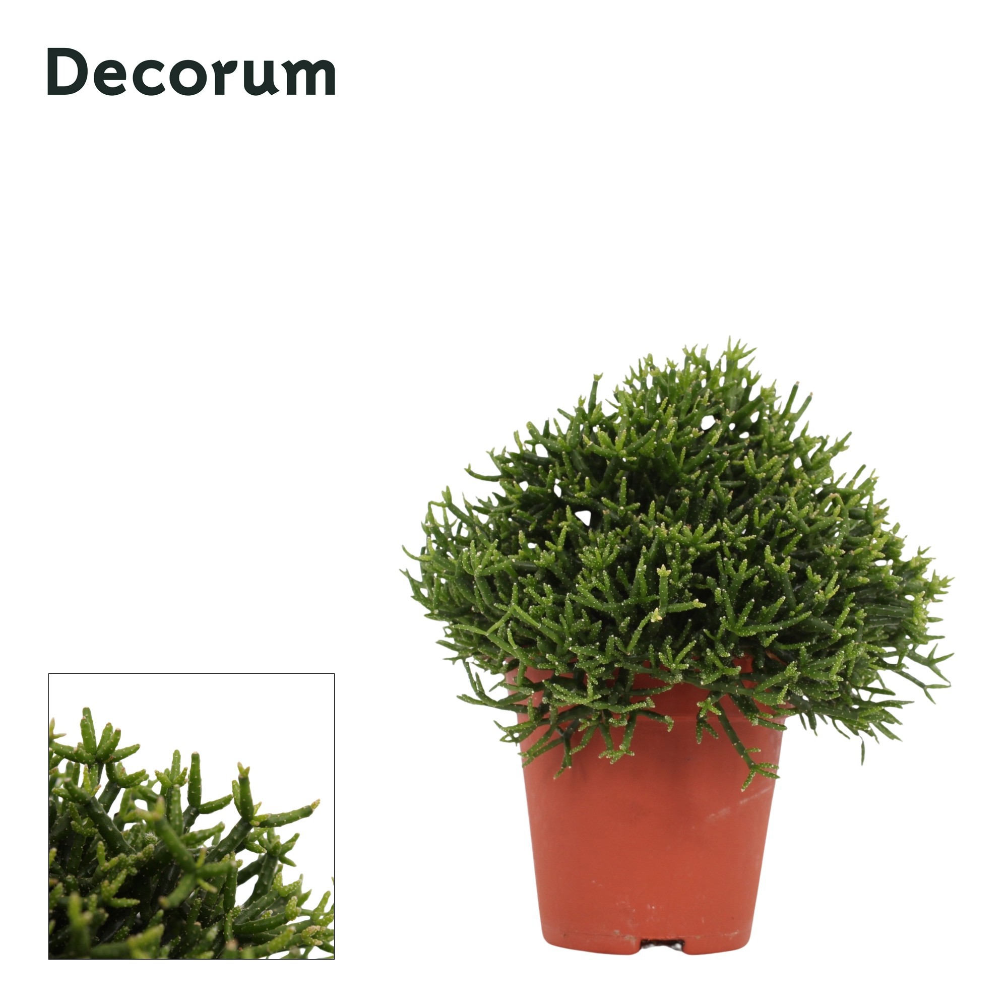 Hatiora salicornioides 9 cm Decorum, D 9