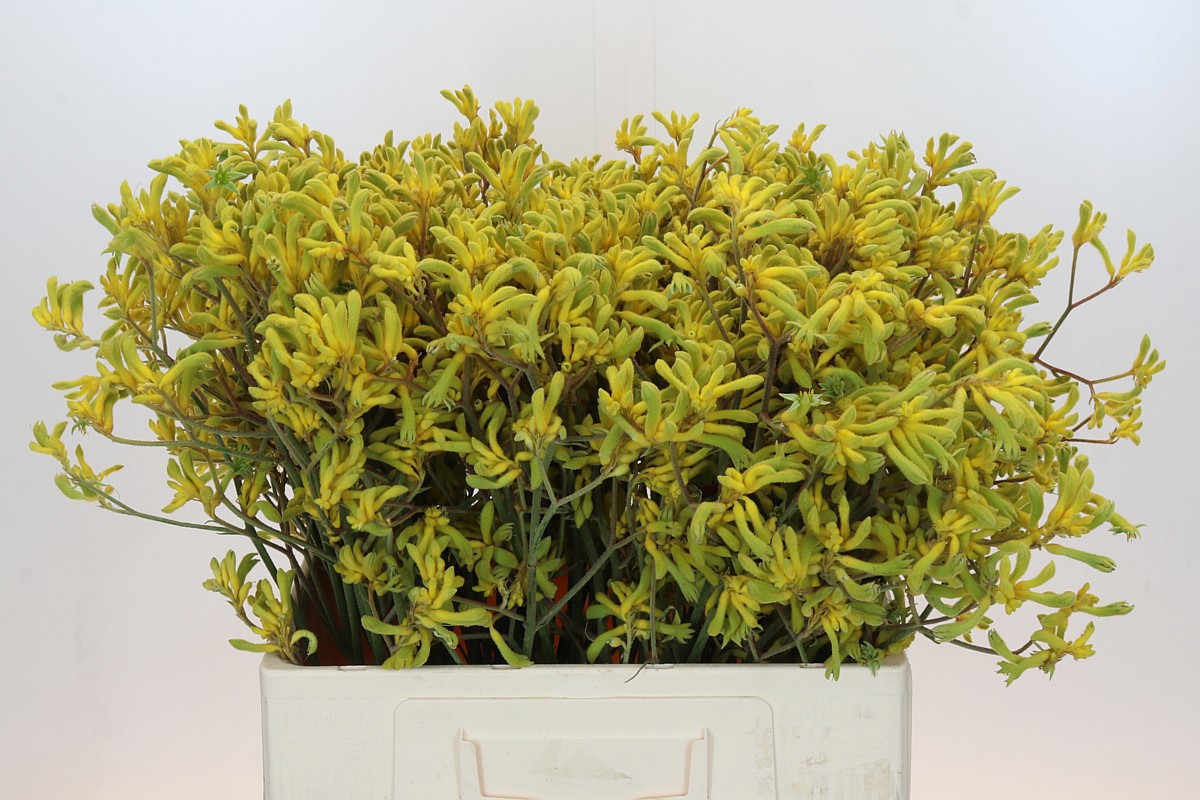 Анигозантус Баш Даун 60, шт.