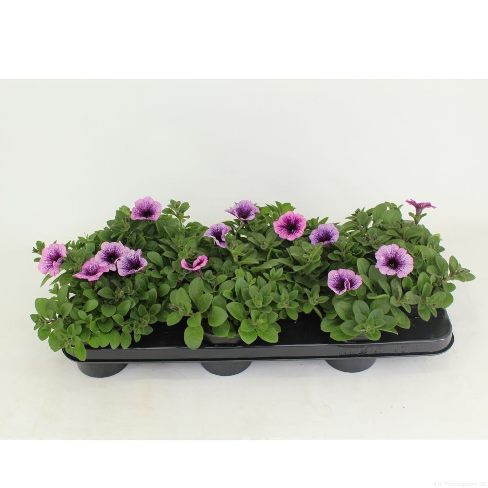 Petunia Potunia Piccola Purple Ice, D 10,5
