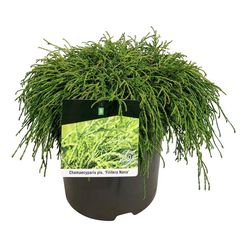 Chamaecyparis p. 'Filifera Nana', D 26