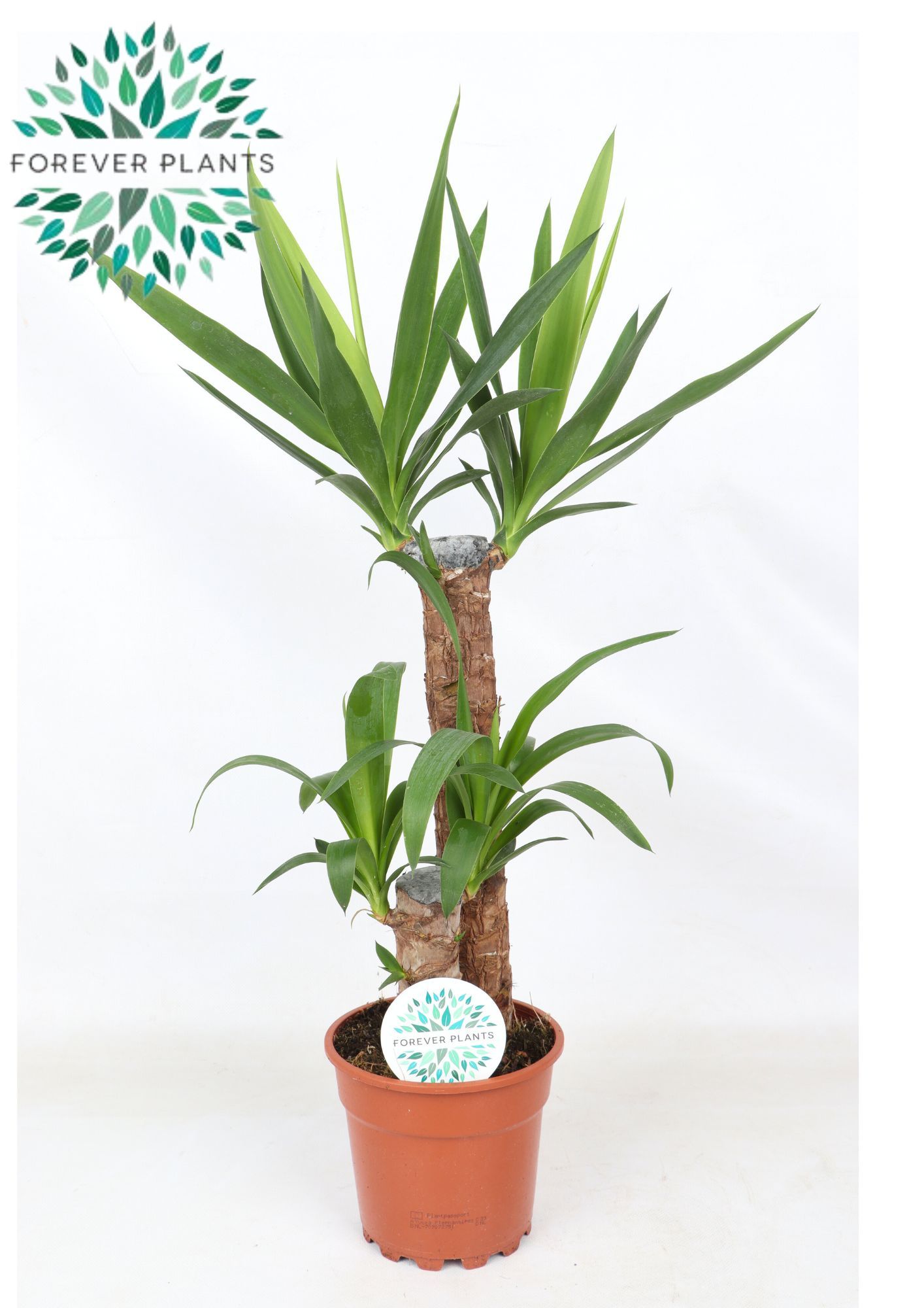 Yucca p17, 45+20 (2+ KOP), D 17