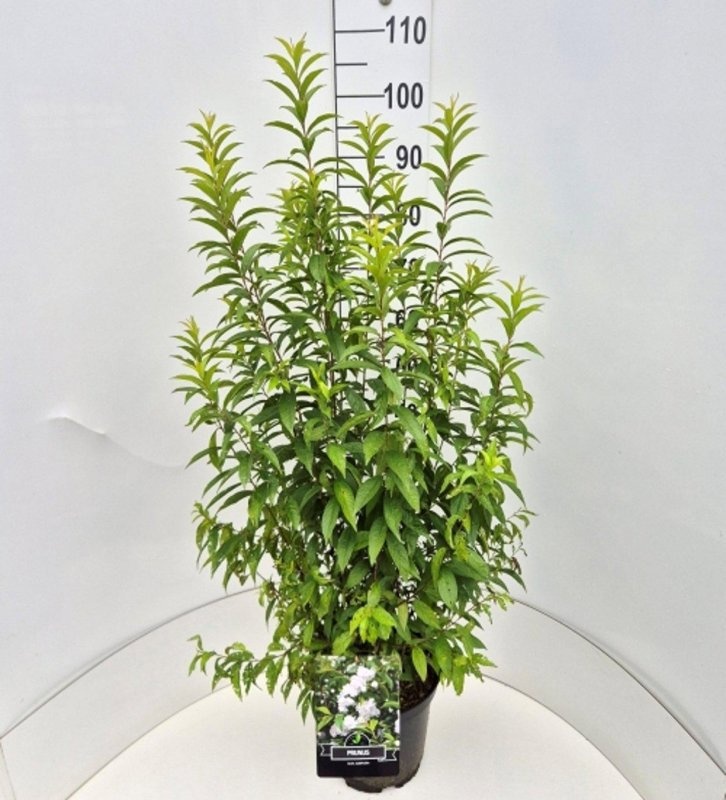 Prunus glandulosa 'Alba Plena', D 28