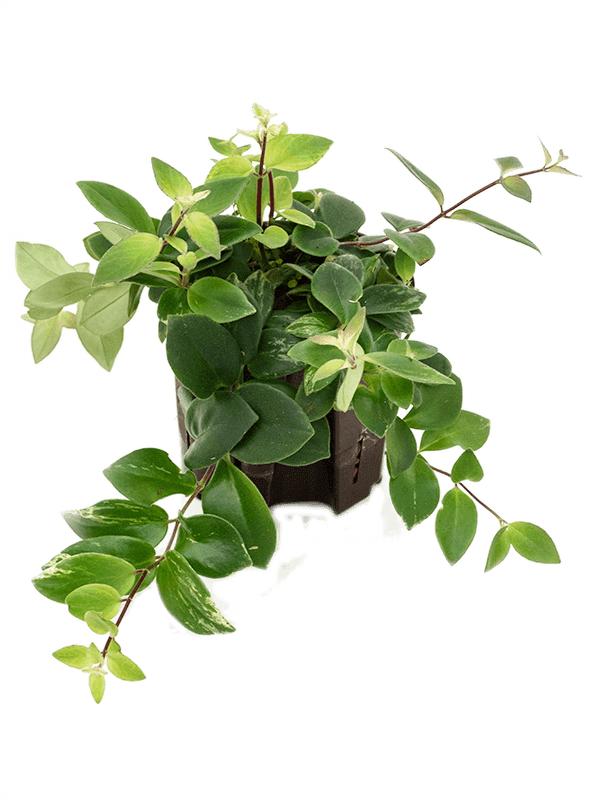 Aeschynanthus lobbianus 'Variegata', D 13