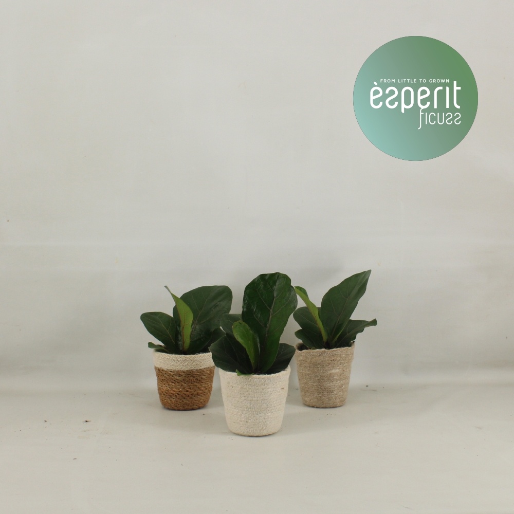 Ficus lyrata Bambino in Mand Naturel, D 9