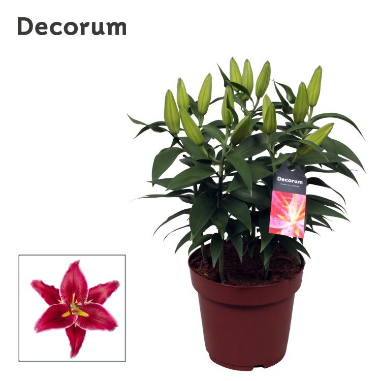 Lilium Or Magny Cours 19cm, D 19 cm Lilium Or Magny Cours 19cm, D 19 cm