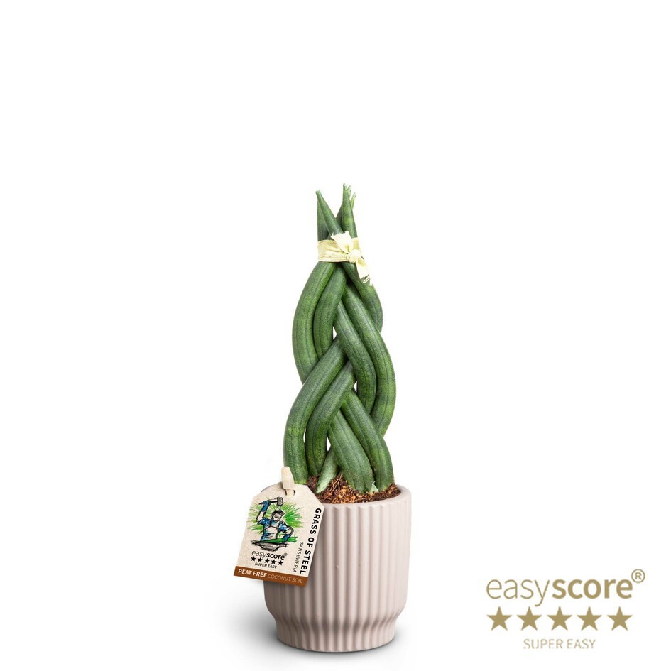 SANSEVIERIA CYLINDRICA 40631163 Nordic L Braid, D 7 cm