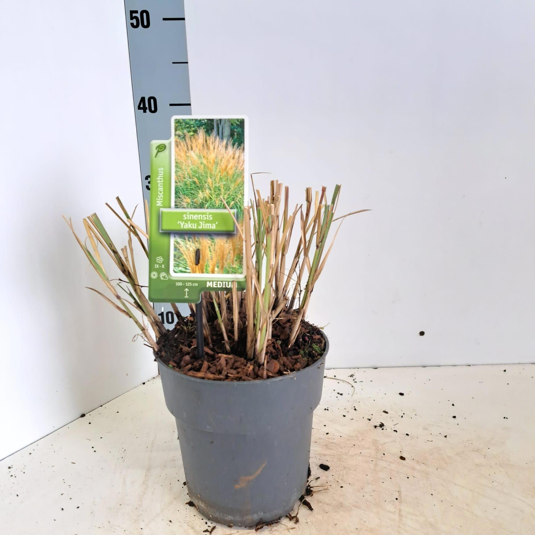 Miscanthus sin. 'Yakushima Dwarf', D 23