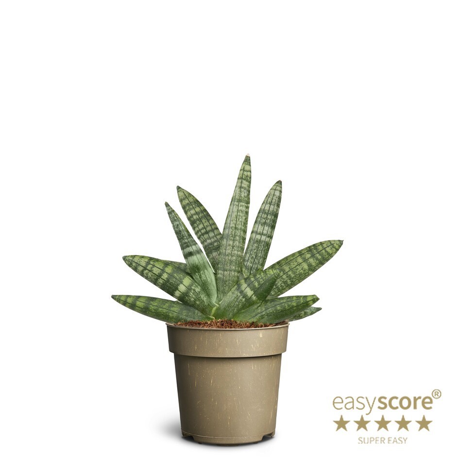 SANSEVIERIA BONCELLENSIS, D 11 cm SANSEVIERIA BONCELLENSIS, D 11 cm
