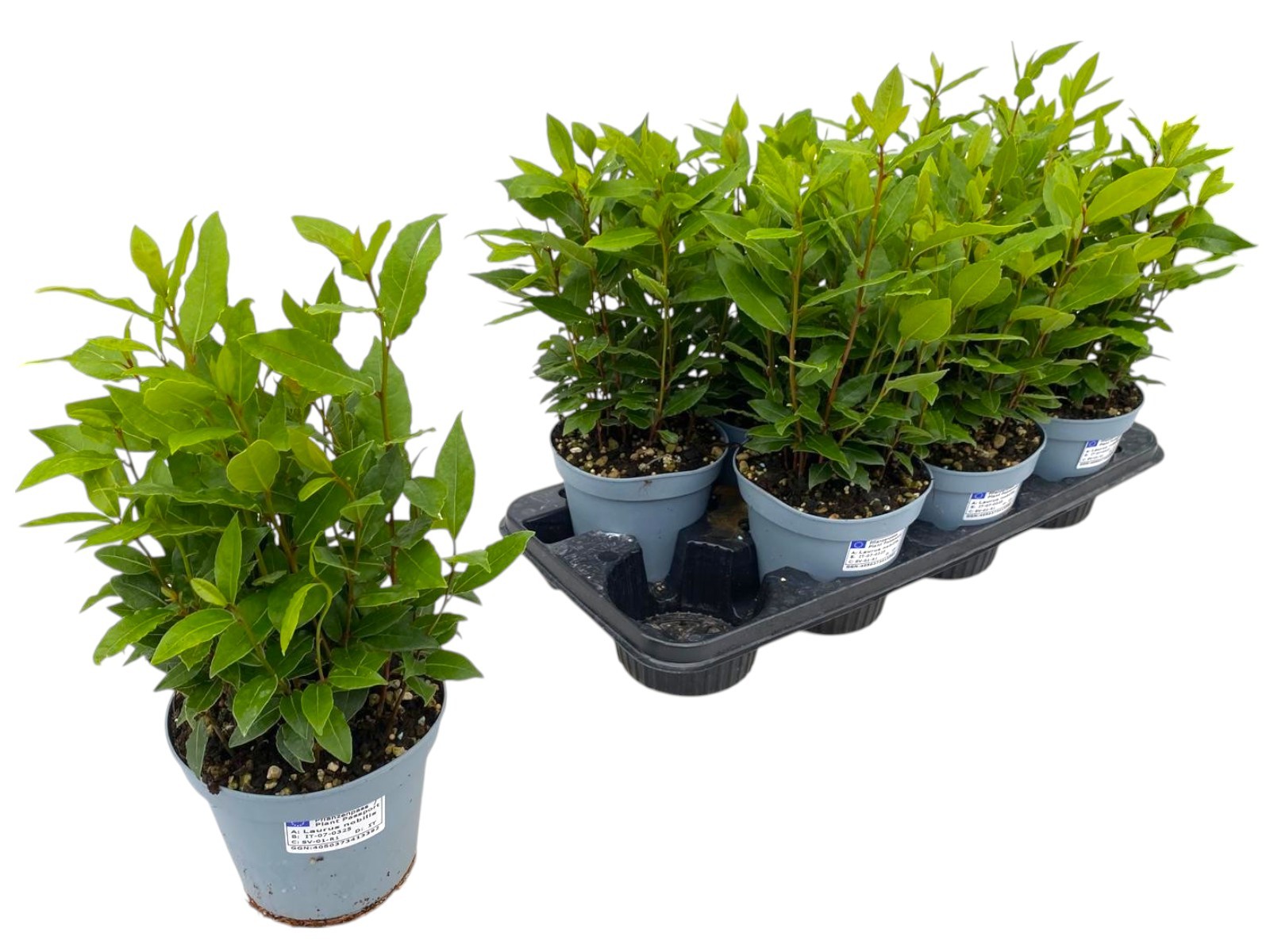 Laurus nobilis, D 14