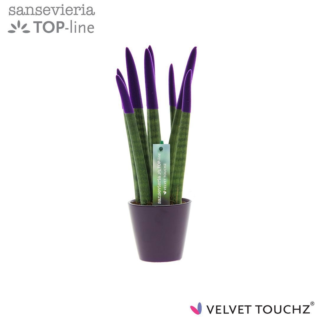 Sansevieria VELVET TOUCHZ® Paars In keramiek R'dam, D 8,5