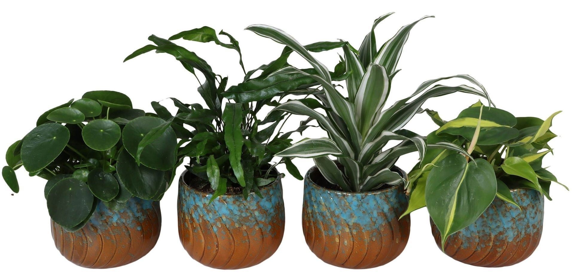 L 67302 Green Mix 12 cm, D 12