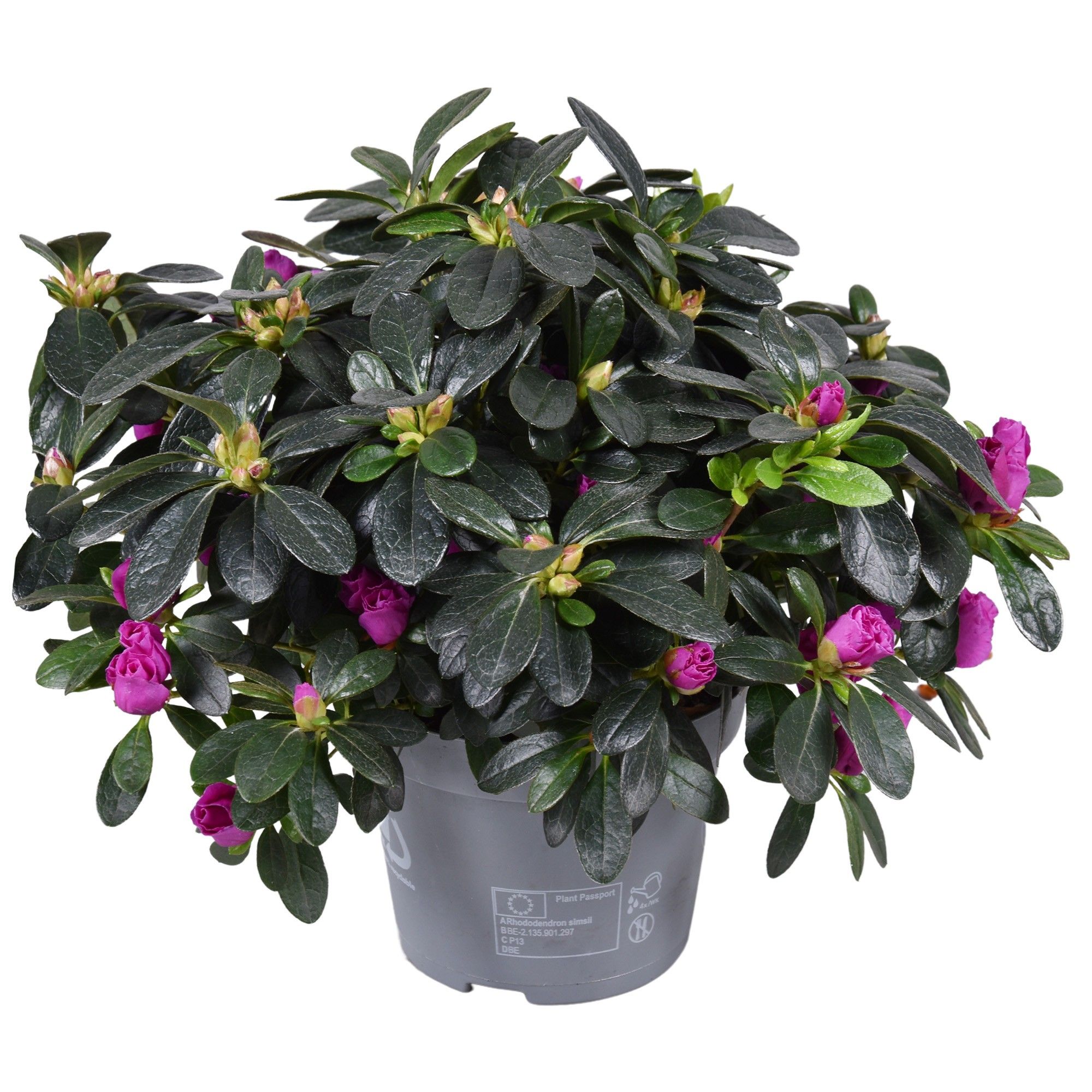 Azalea 'Flamenco' paars 13cm, D 13