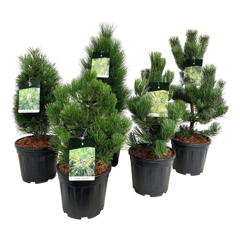 Mixlaag veredelde coniferen exclusief, D 32